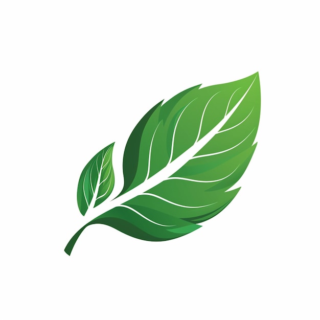 Ein grünes Blatt auf weißem Hintergrund