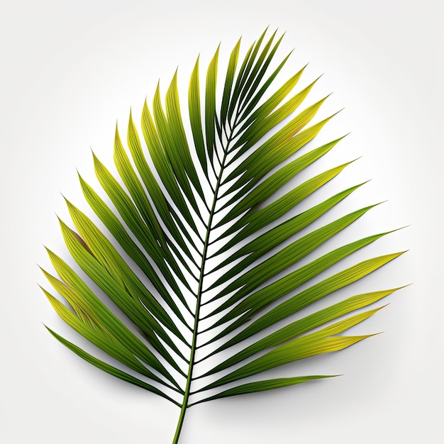 Ein grünes Blatt einer Palme auf weißem Hintergrund