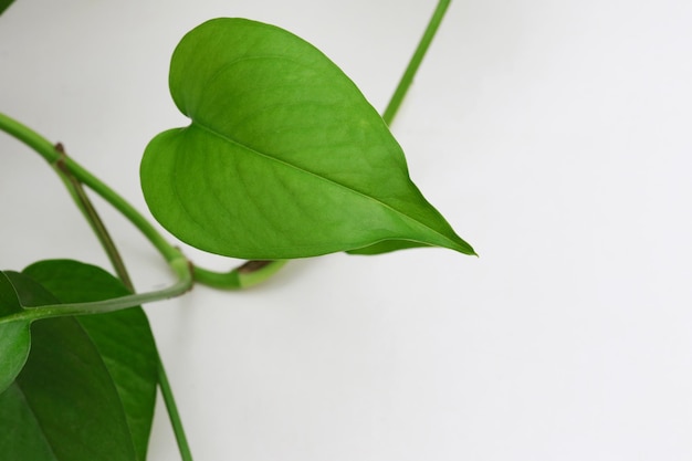 Ein grünes Blatt einer Pflanze, auf dem das Wort Liebe steht