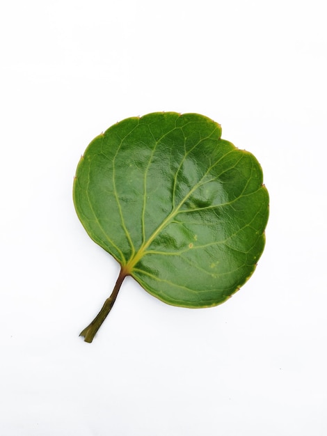 Ein grünes Blatt eines Baumes auf weißem Hintergrund