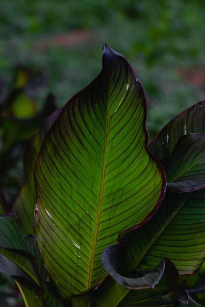 Foto ein grünes blatt mit dem wort darauf