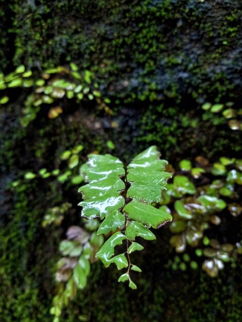 Foto ein grünes blatt mit dem wort farn darauf