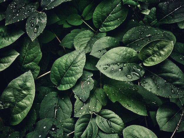 Foto ein grünes blatt mit dem wort o darauf