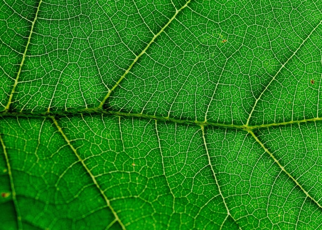 Ein grünes Blatt mit den Adern des Blattes.