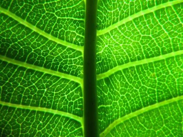 Ein grünes Blatt mit einem grünen Blatt in der Mitte.