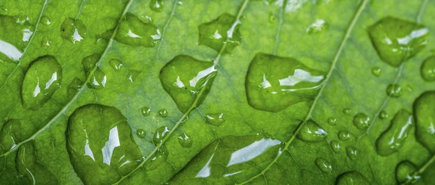 Ein grünes Blatt mit Wassertropfen darauf