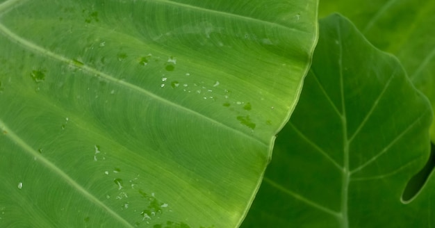 Ein grünes Blatt mit Wassertropfen darauf