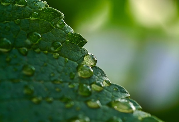 Ein grünes Blatt mit Wassertropfen darauf