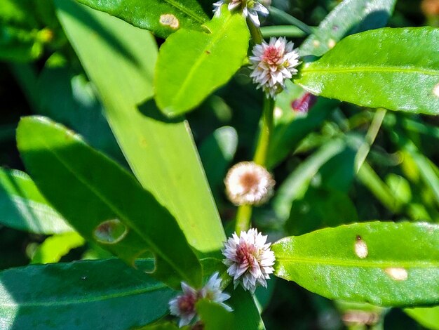 Foto ein grünes blatt mit weißen blüten und dem wort „darauf“.