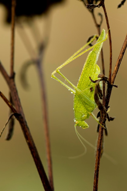 Ein grünes Cricket-Porträt