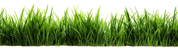 ein grünes Gras mit den Worten Spring in der unteren linken Ecke