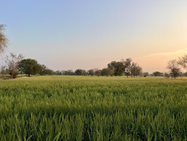 Ein grünes Grasfeld mit Bäumen im Hintergrund