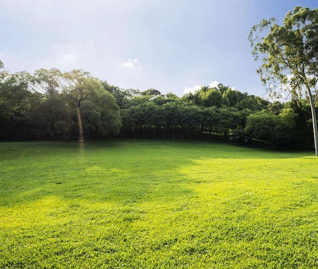 Ein grünes Grasfeld mit einem blauen Himmel im Hintergrund