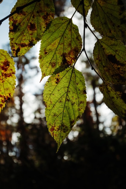 Ein grünes Herbstblatt