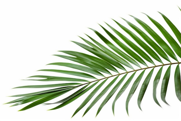 Ein grünes Palmblatt auf weißem Hintergrund
