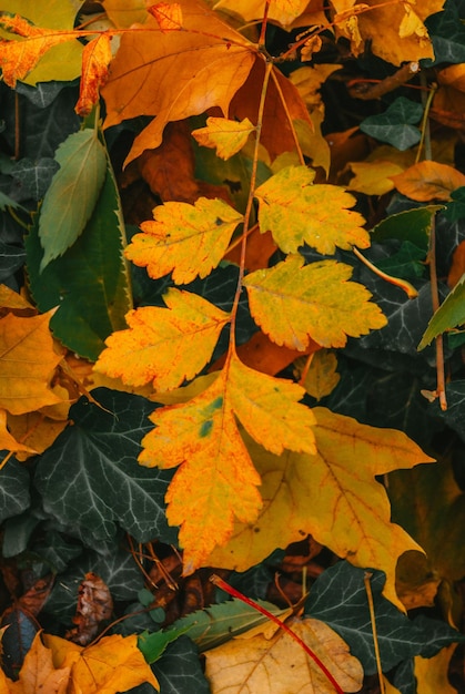 ein grünes und gelbes Blatt, das an einem Baum ist