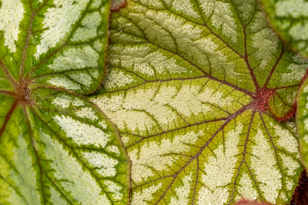 Ein grünes und violettes Blatt mit sichtbaren Adern