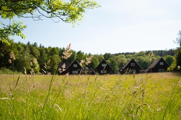 Ein Häuserfeld im Wald