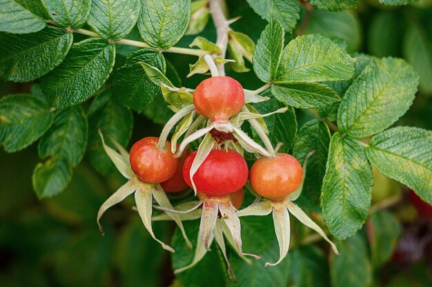 Ein Hagebuttenzweig mit roten Beeren in Nahaufnahme