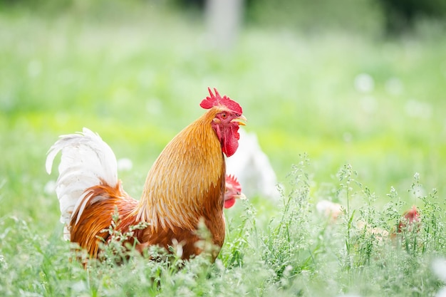 Ein Hahn und ein Freilandhuhn auf dem Gras in der Landschaftx9