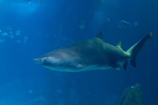 Ein Hai schwimmt in einem blauen Aquarium im Ozeanarium