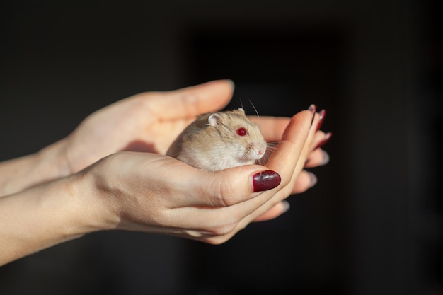 Ein Hamster in der Hand einer Frau