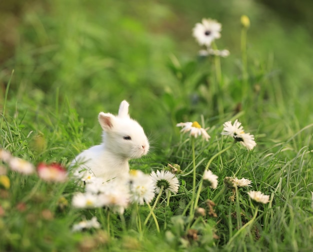 Ein Hase sitzt im Gras mit Gänseblümchen im Hintergrund.