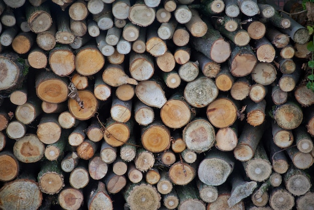 Ein Haufen Baumstämme mit dem Wort Baum darauf