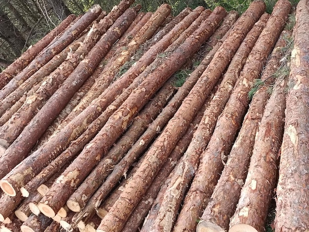 Ein Haufen Baumstämme mit dem Wort Holz darauf