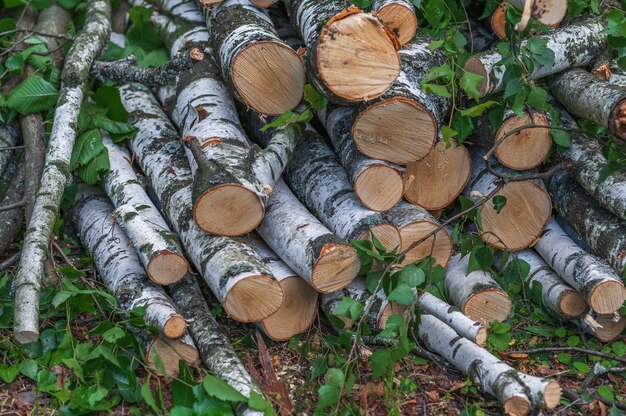 Ein Haufen Birkenkeile im Wald