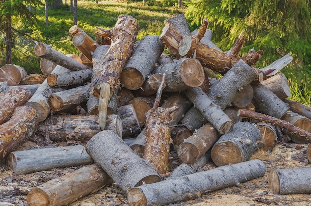 Ein Haufen Birkenkeile im Wald