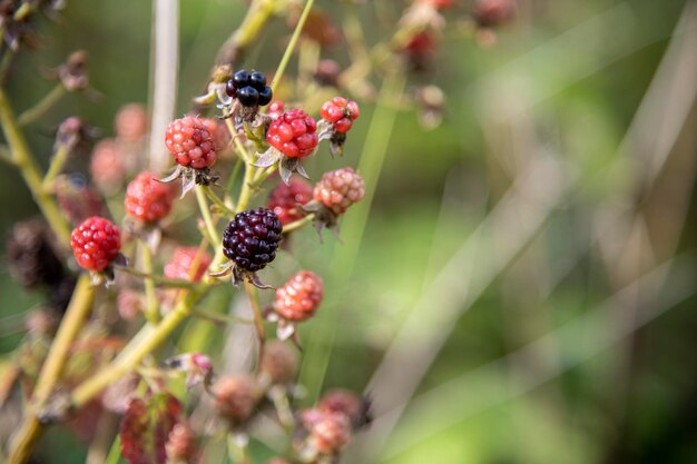 Foto ein haufen brombeeren auf einer pflanze