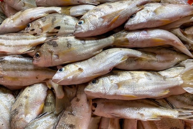 Ein Haufen Fisch auf einem Markt