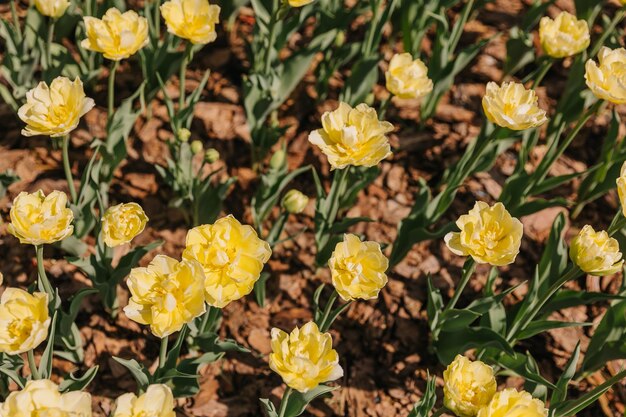 Ein Haufen gelber Tulpen in einem Garten