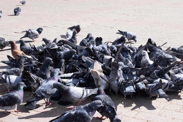 Ein Haufen grauer Tauben auf dem Bürgersteig in der Stadt