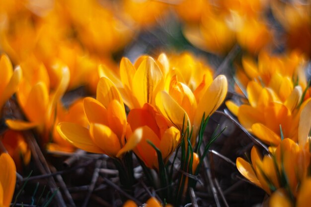 Ein Haufen Krokusblüten mit orangefarbenen Blütenblättern