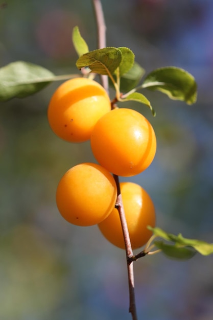 Ein Haufen orangefarbener, wilder, praller Früchte auf einem Baum