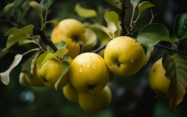 Ein Haufen Äpfel an einem Baum mit den Blättern darauf