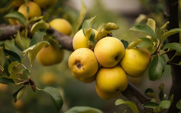 Ein Haufen Äpfel an einem Baum