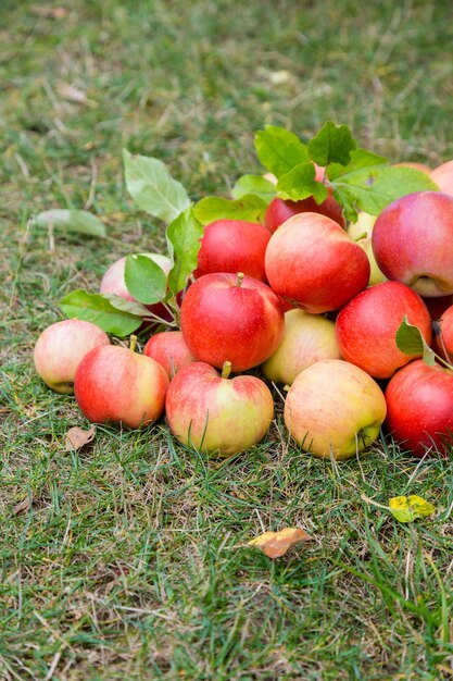 Ein Haufen reifer Äpfel auf einem Hintergrund von Gras