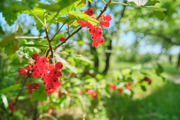 Ein Haufen reifer roter Johannisbeeren im Sommergarten.