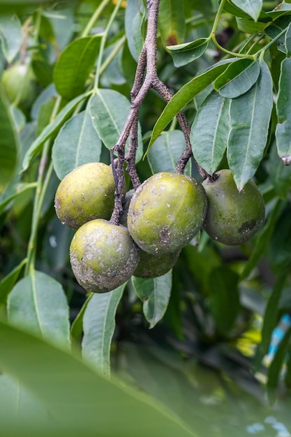 Ein Haufen reifer Spondias mombin oder Schweinepflaumenfrüchte, die hautnah am Baum hängen