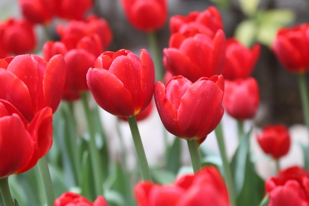 Ein Haufen roter Tulpen mit dem Wort Tulpen auf der Oberseite.