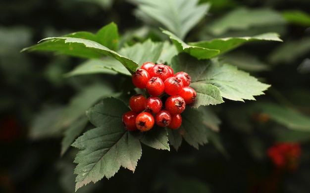 Ein Haufen roter Weißdornbeeren mit grünen Blättern