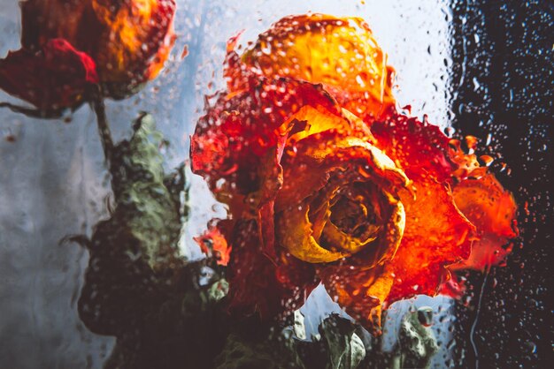 Foto ein haufen schöner verblasster blumen durch das glas mit regentropfen