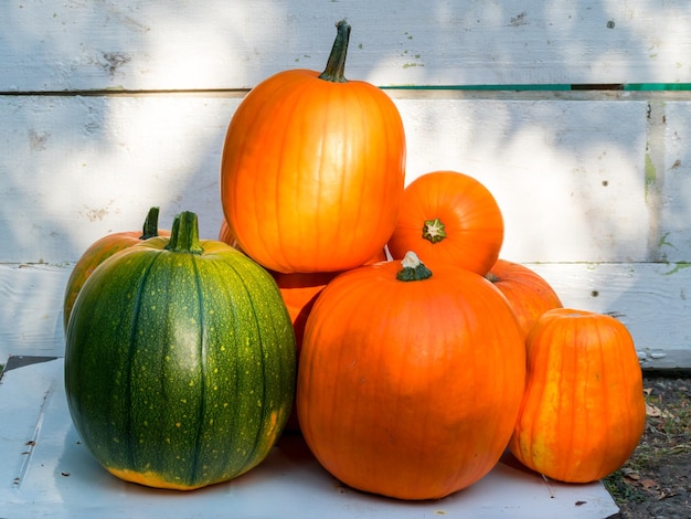 Ein Haufen vieler orangefarbener und grüner Kürbisse vor dem Hintergrund einer weißen Wand in den Strahlen der Sonne Erntekonzept Halloween