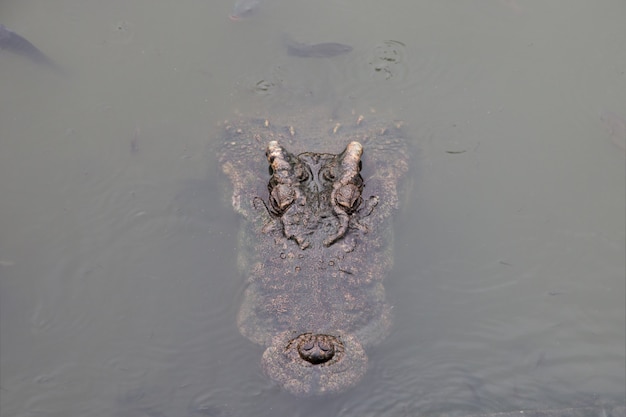 Ein Hauptkrokodil im Wasser