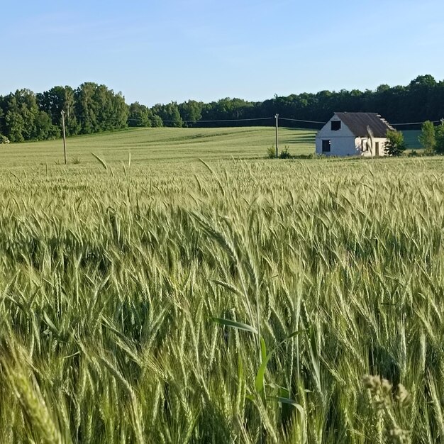 Ein Haus in einem Weizenfeld mit dem Wort "Co." auf der Vorderseite.