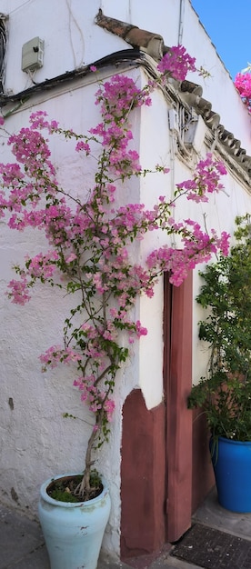 Ein Haus mit einer rosafarbenen Bougainvillea, die an einer Wand hochklettert.