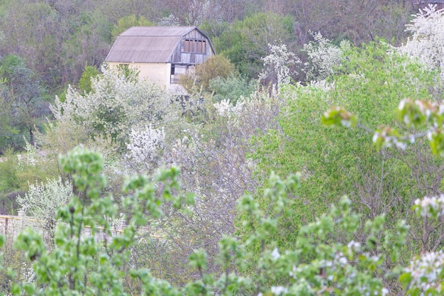 Ein Haus um Bäume herum, die im Frühling weiß blühen